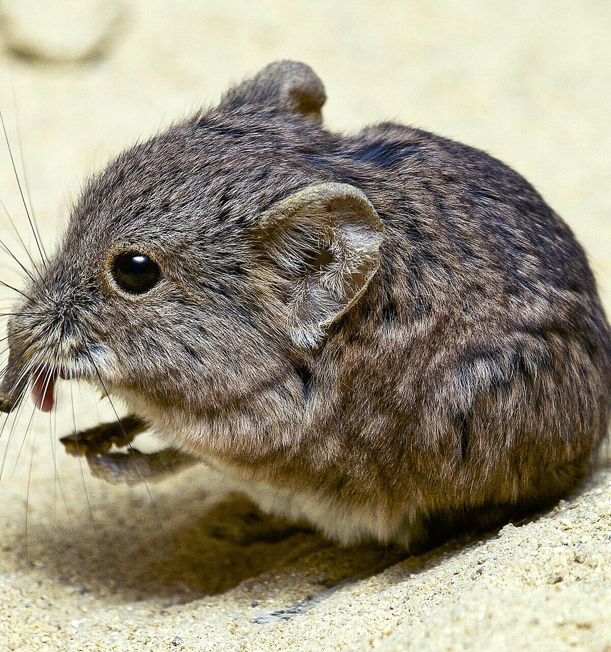 Short-eared Elephant Shrew