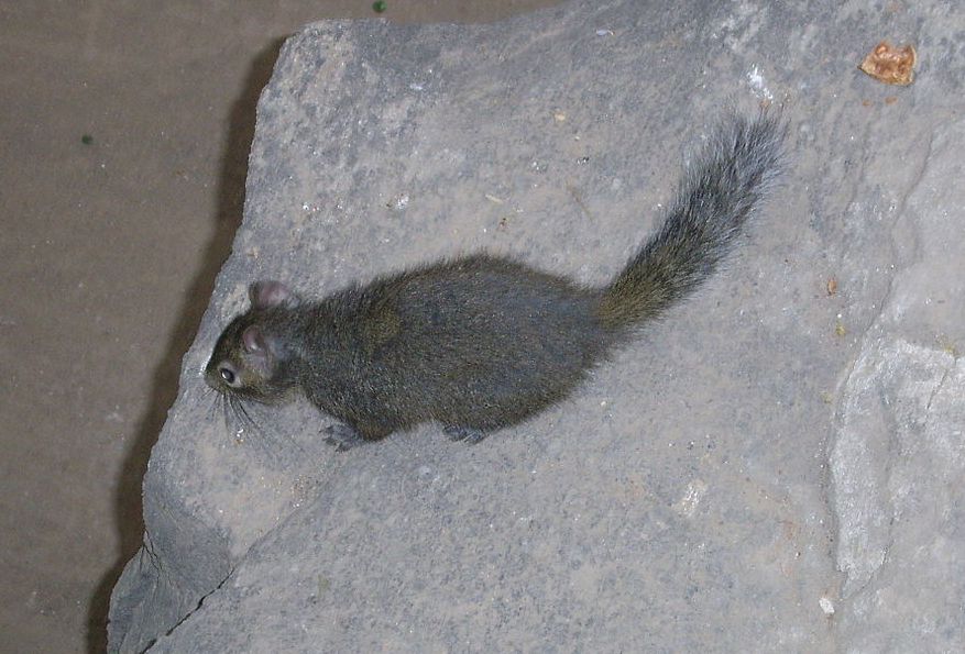 Pere David's Rock Squirrel