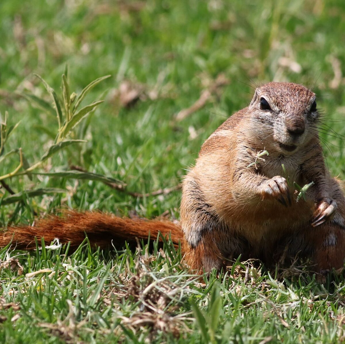 Cape Ground Squirrel