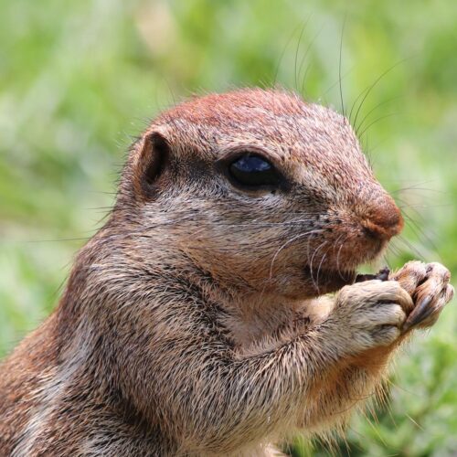Ground Squirrel