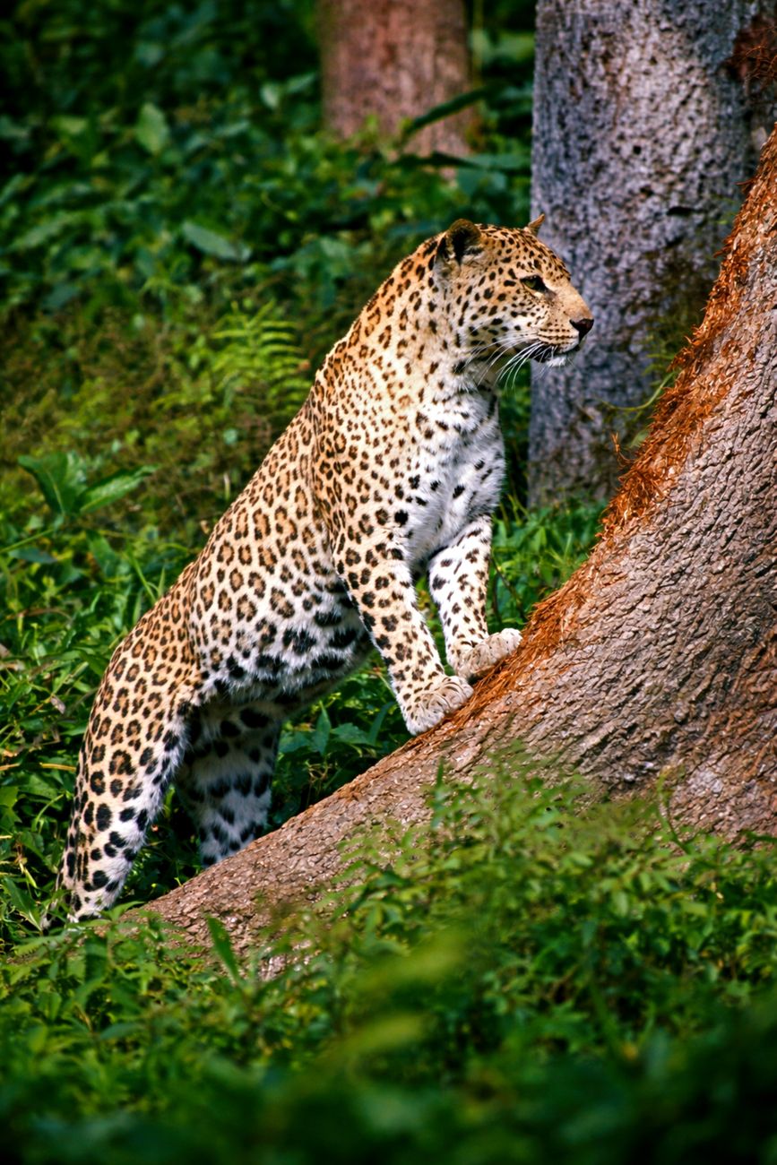 Chinese Leopard