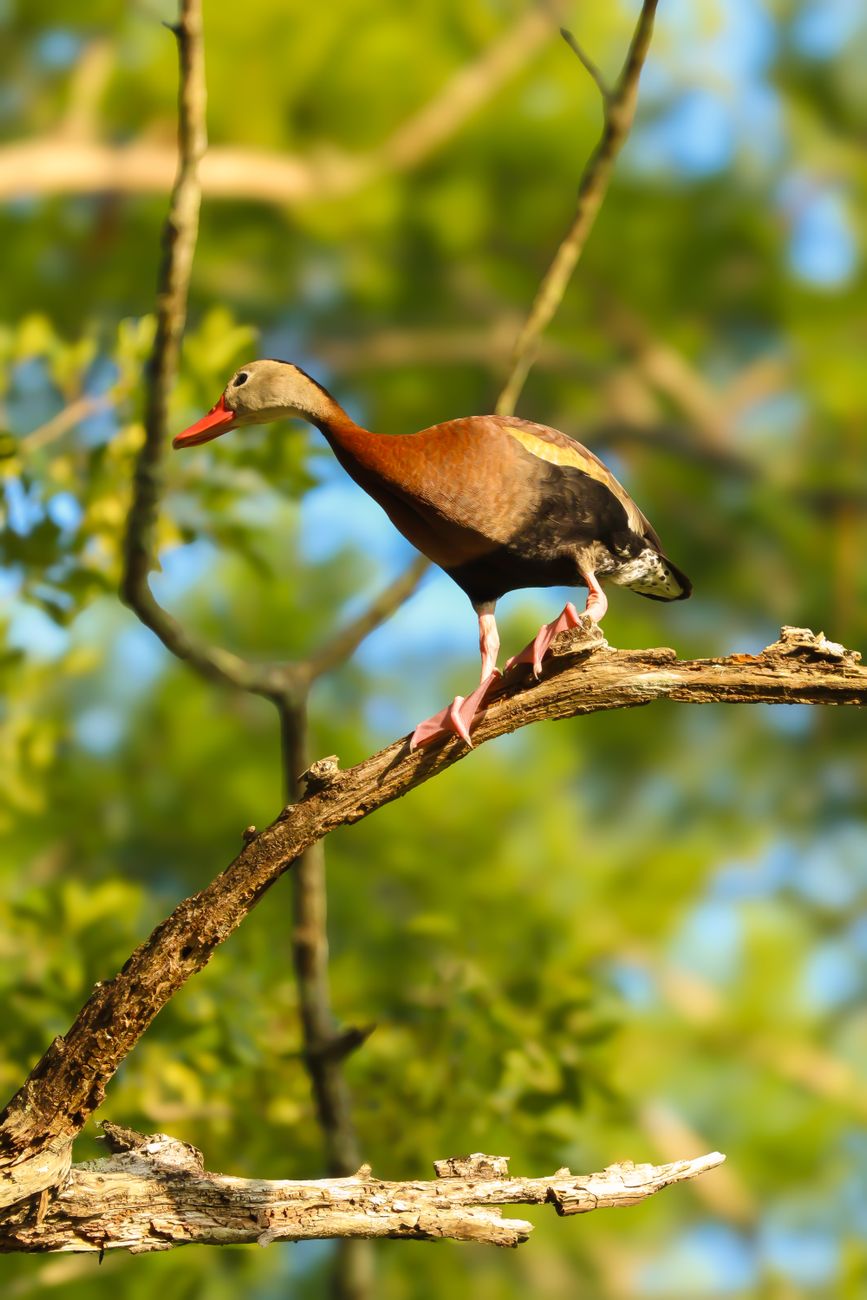 Northern Black-bellied Whistling Duck