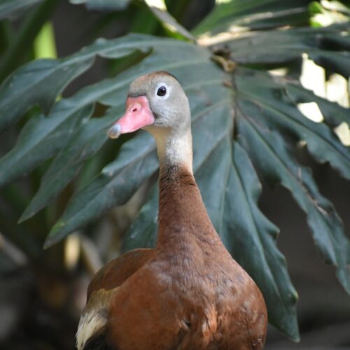 Black-Bellied Whistling Duck
