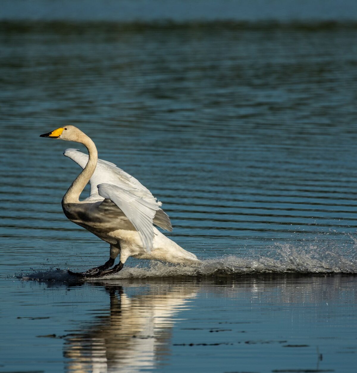 Bewick's Swan