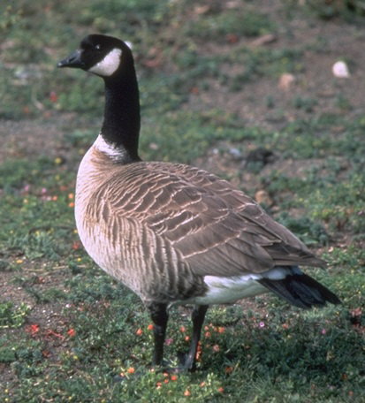 Aleutian Canada Goose
