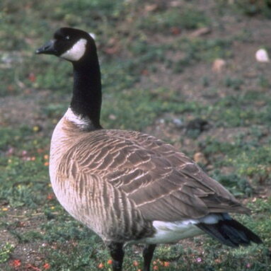 Canada Goose