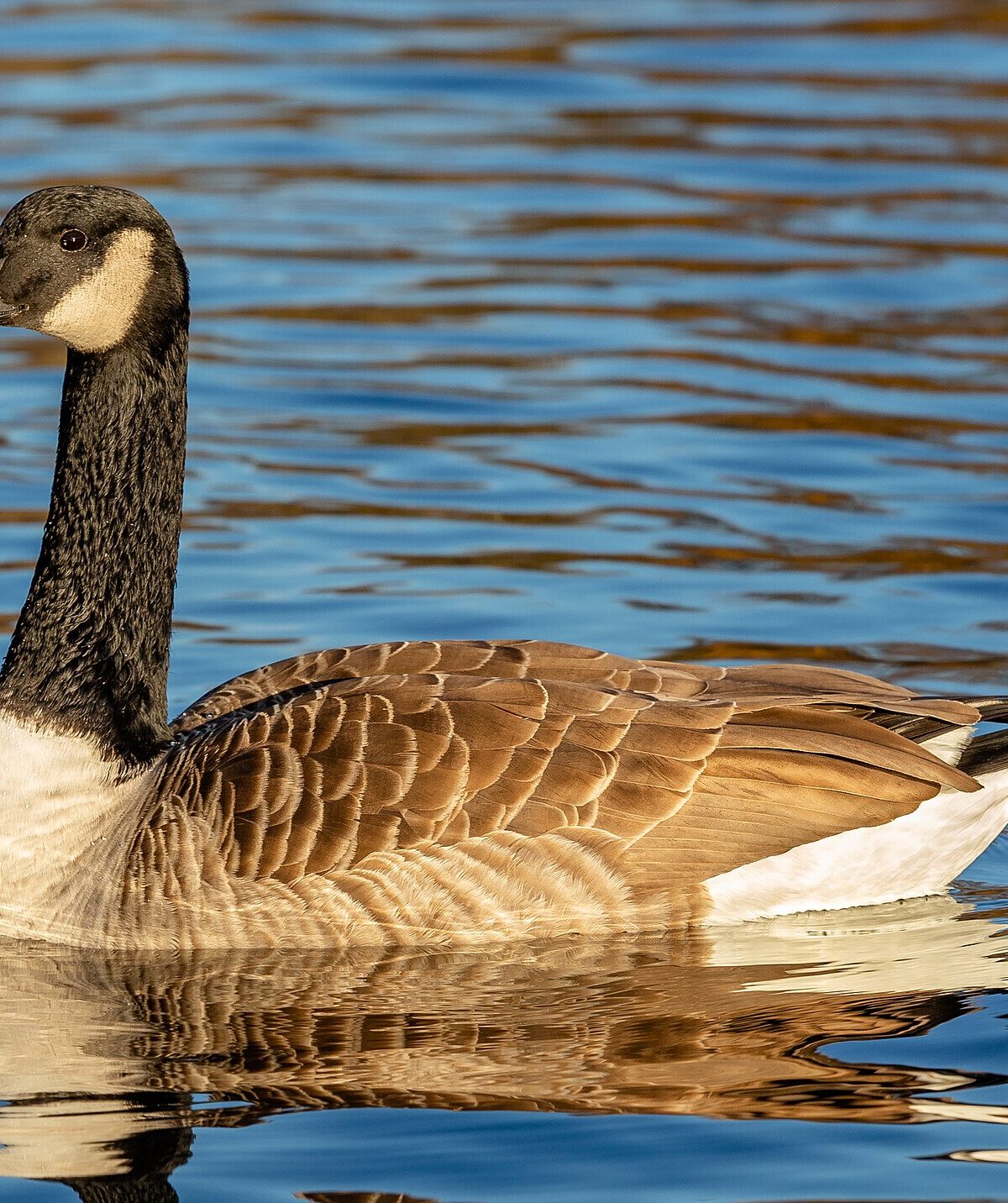Giant Canada Goose