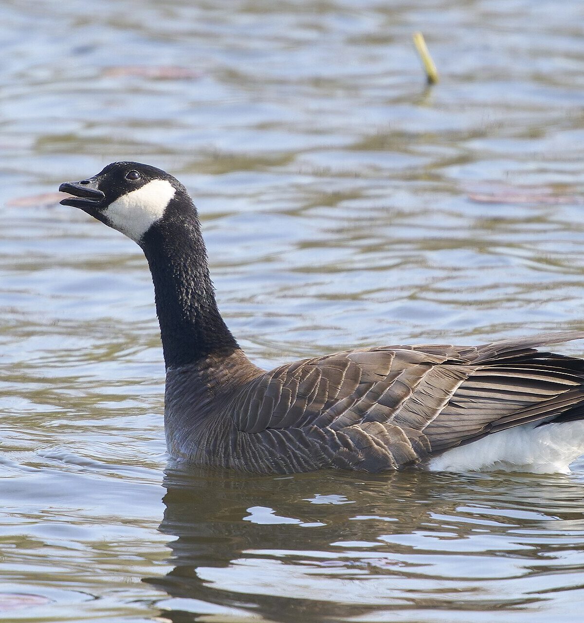 Cackling Canada Goose