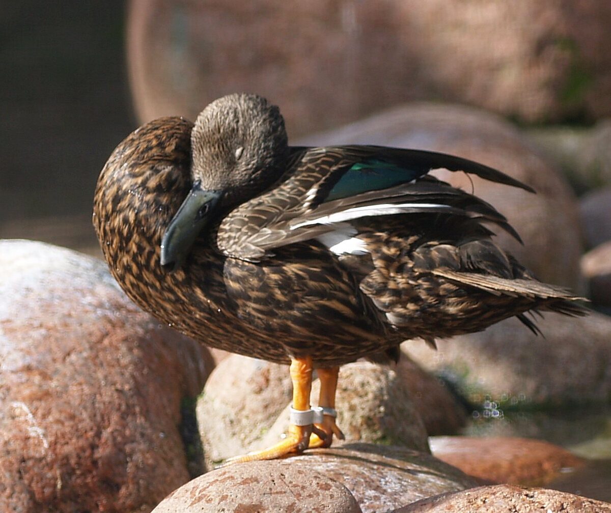 Meller's Duck