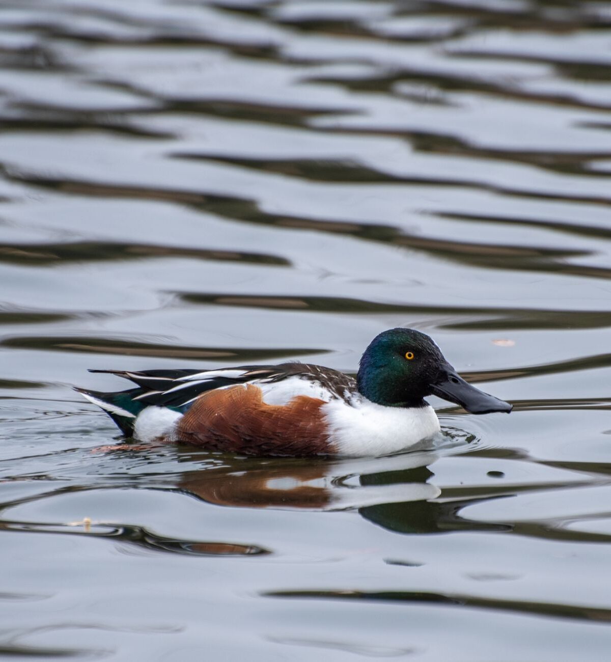Australian Shoveler