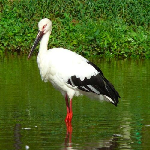 White Stork
