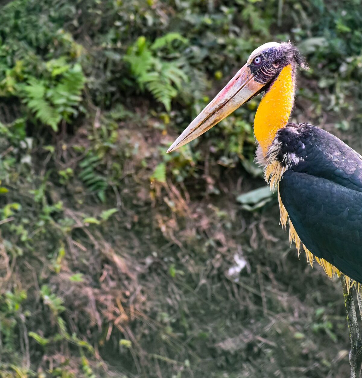 Lesser Adjutant Stork