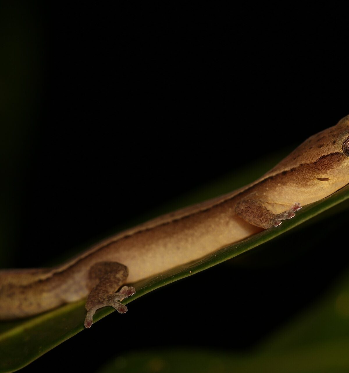 Striped Gecko
