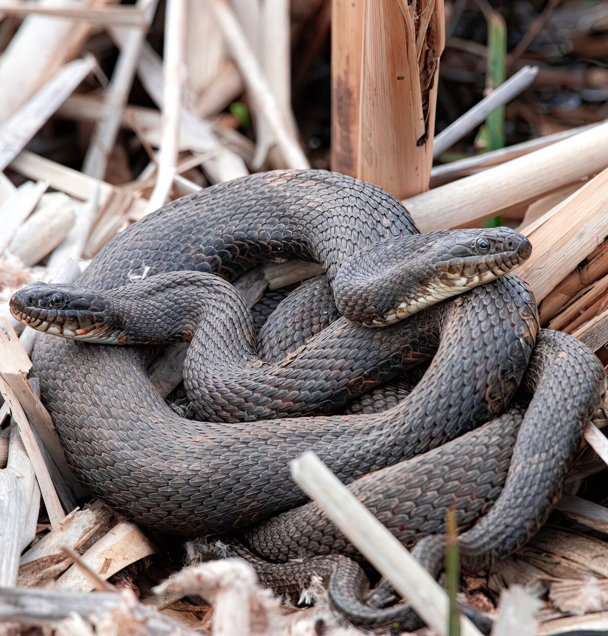 Dice Snake