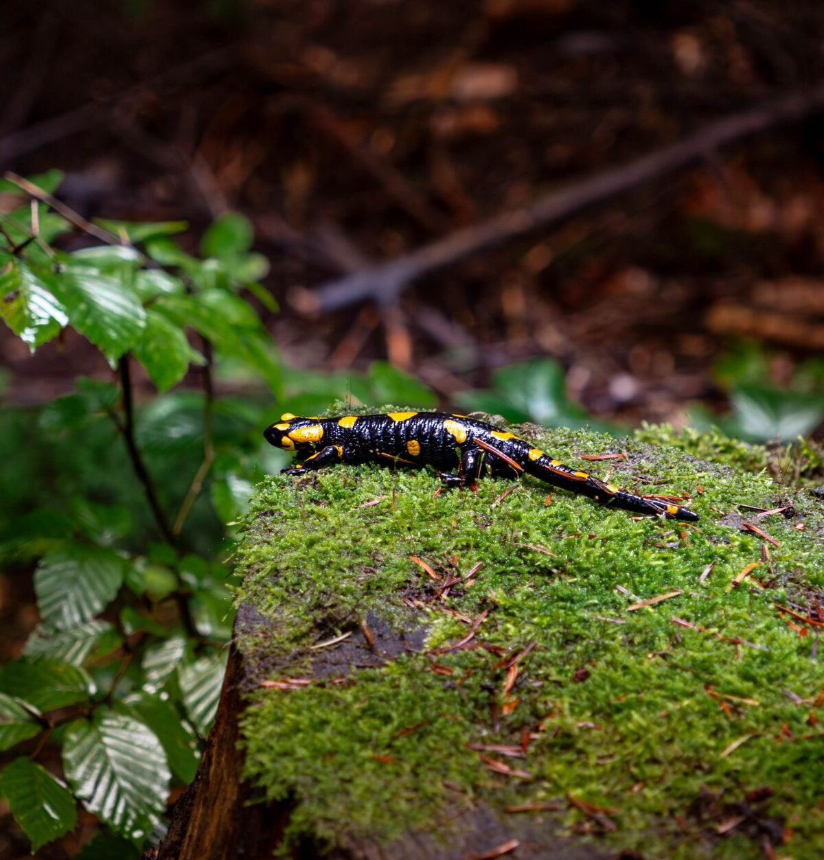 Fire Salamander