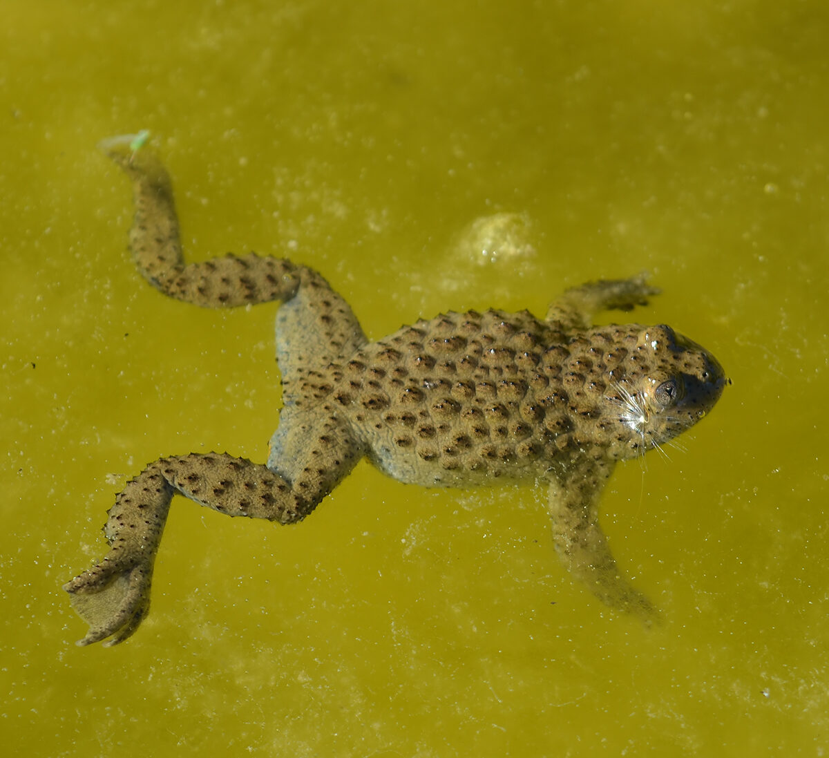 Yellow-Bellied Toad