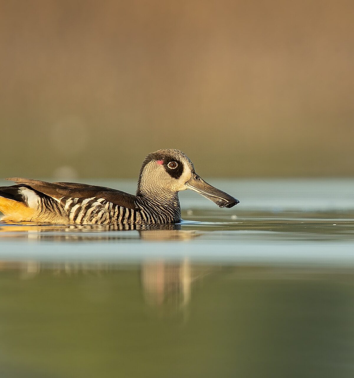 Mountain Duck