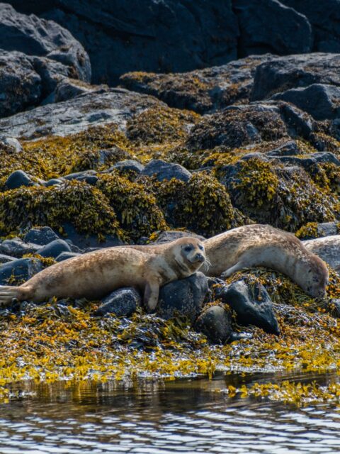 Seals