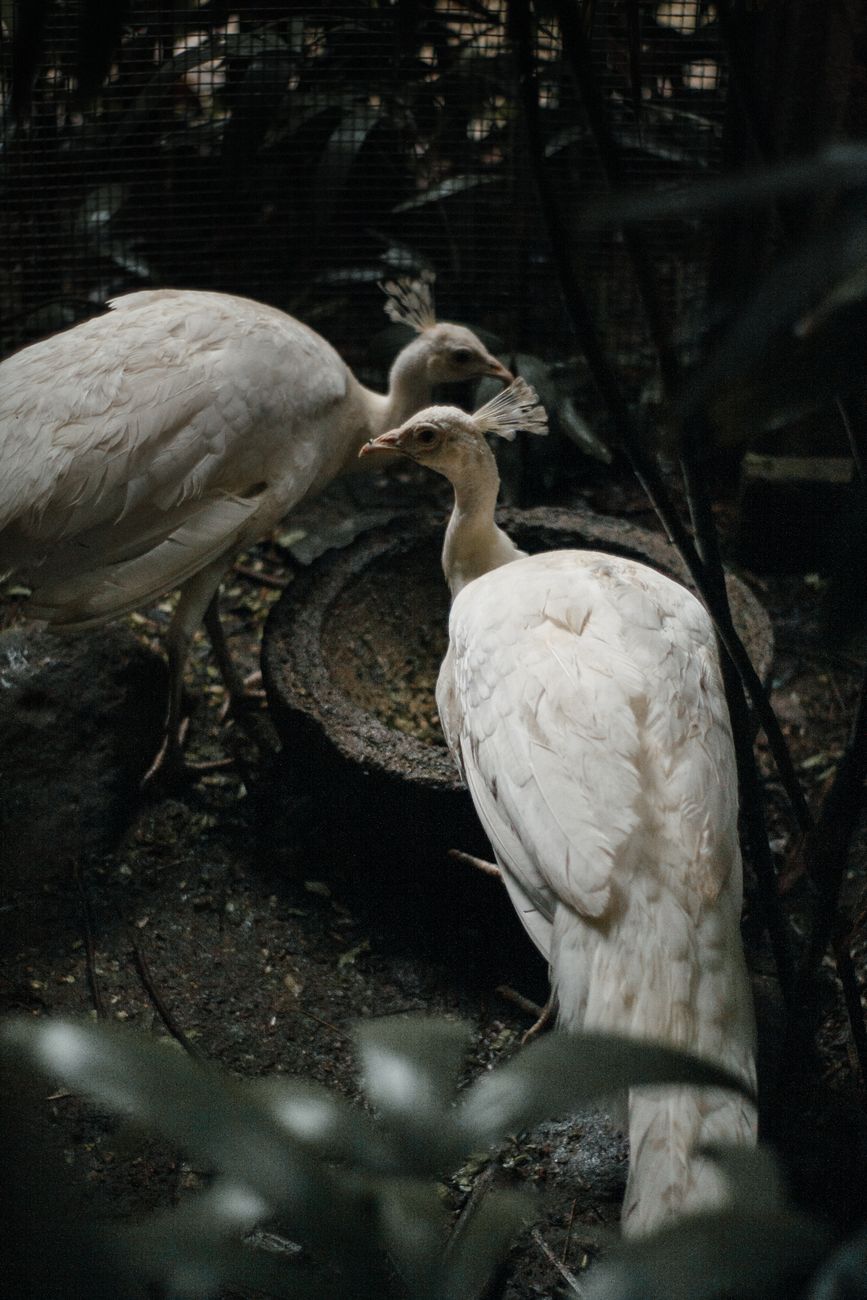 Peafowl