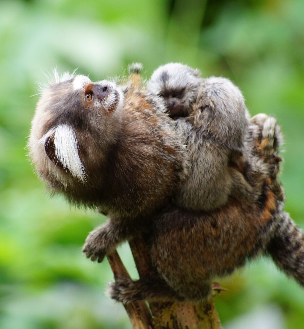 Dwarf Marmoset