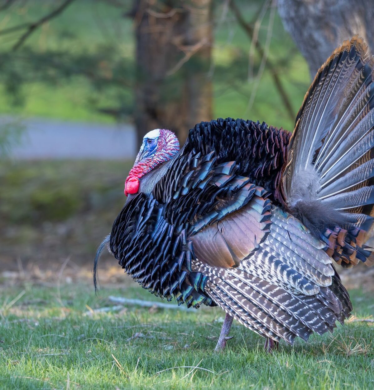 Turkey