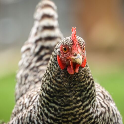 Chicken