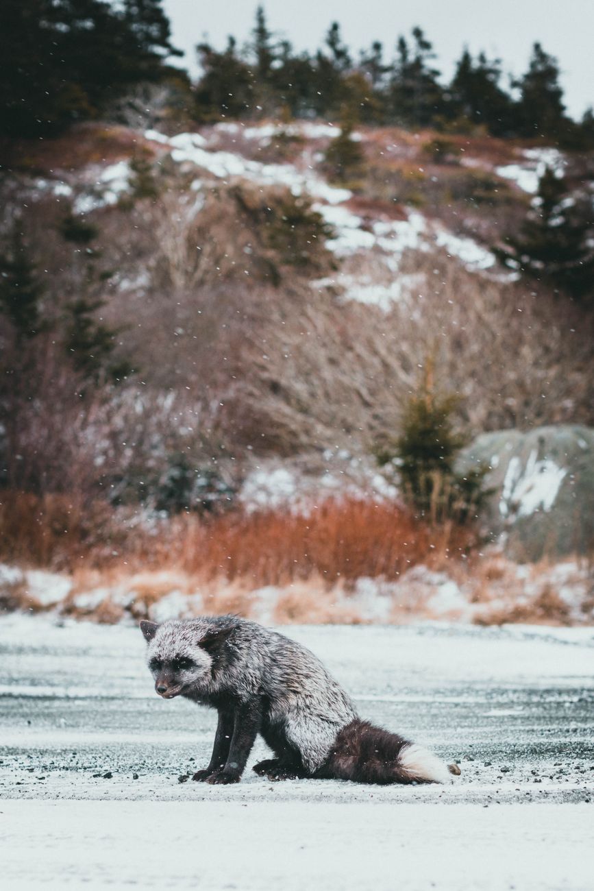 Silver Fox