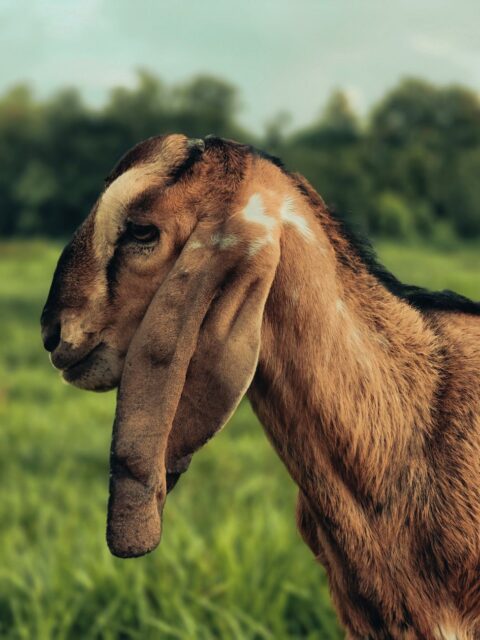 African Long-Eared Goat