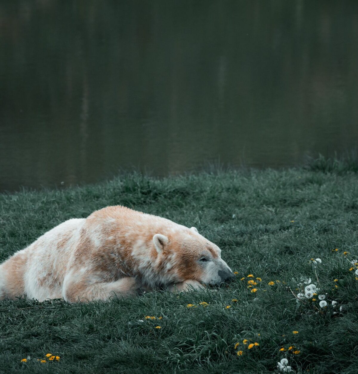 Kermode Bear