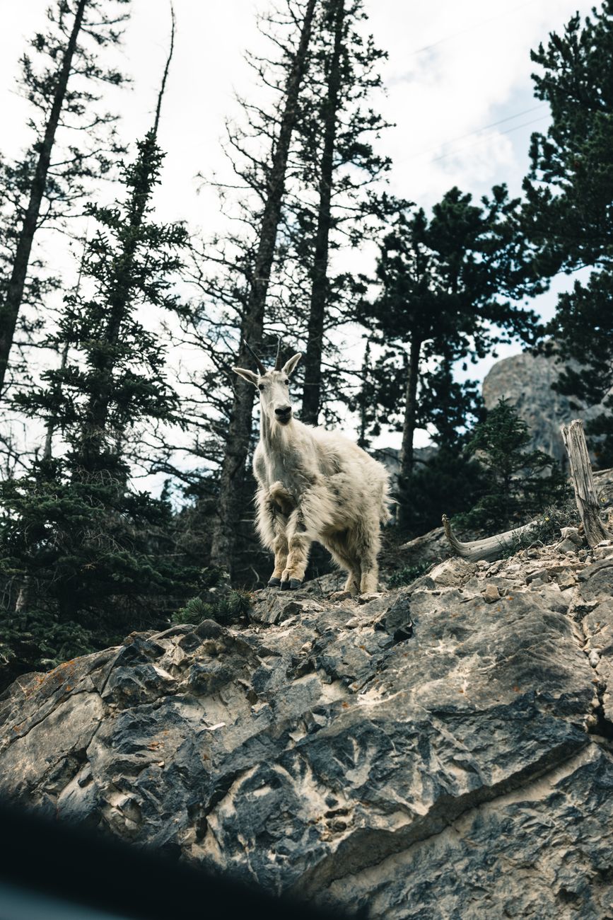 Snow Goat