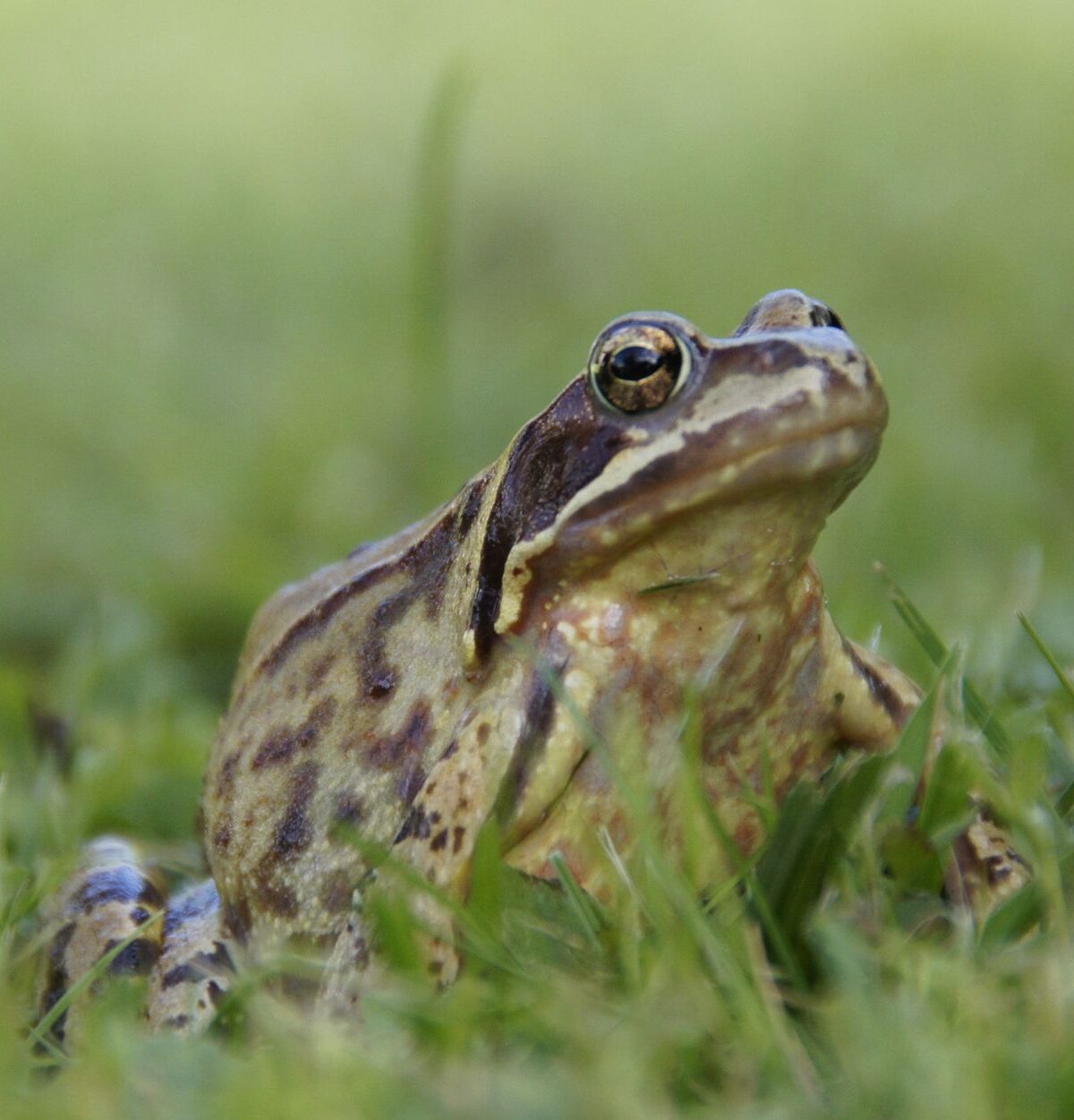 Common Frog