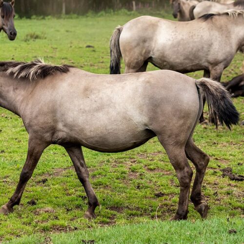 Pony