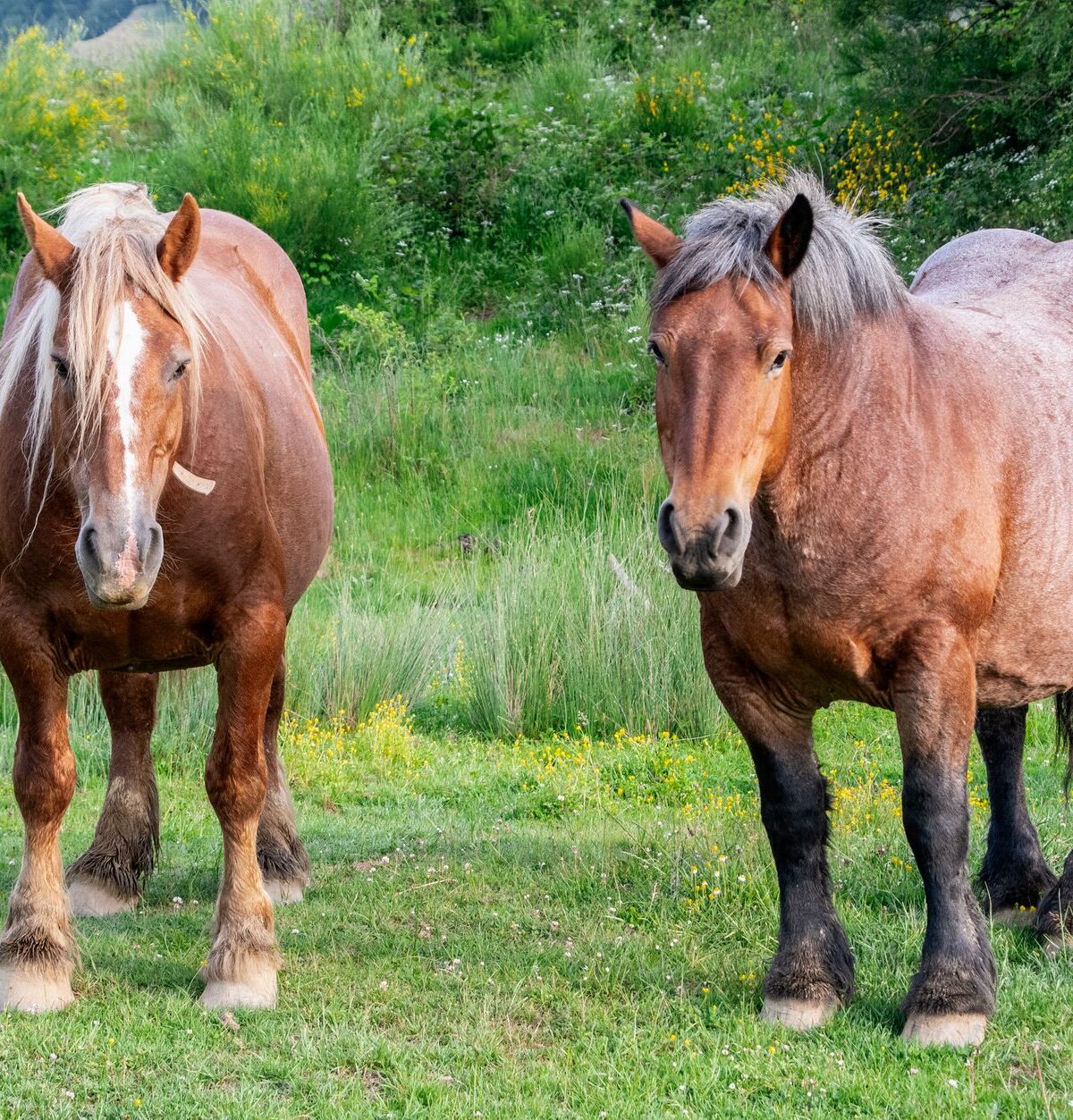 Cold-Blooded Horse