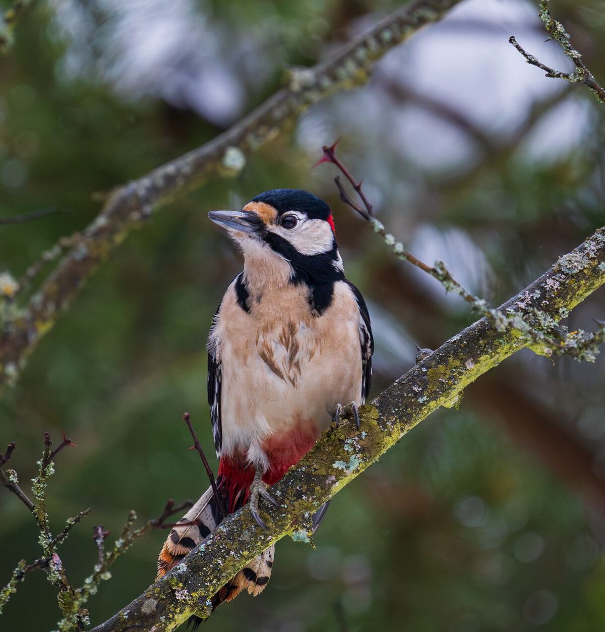 Great Spotted Woodpecker