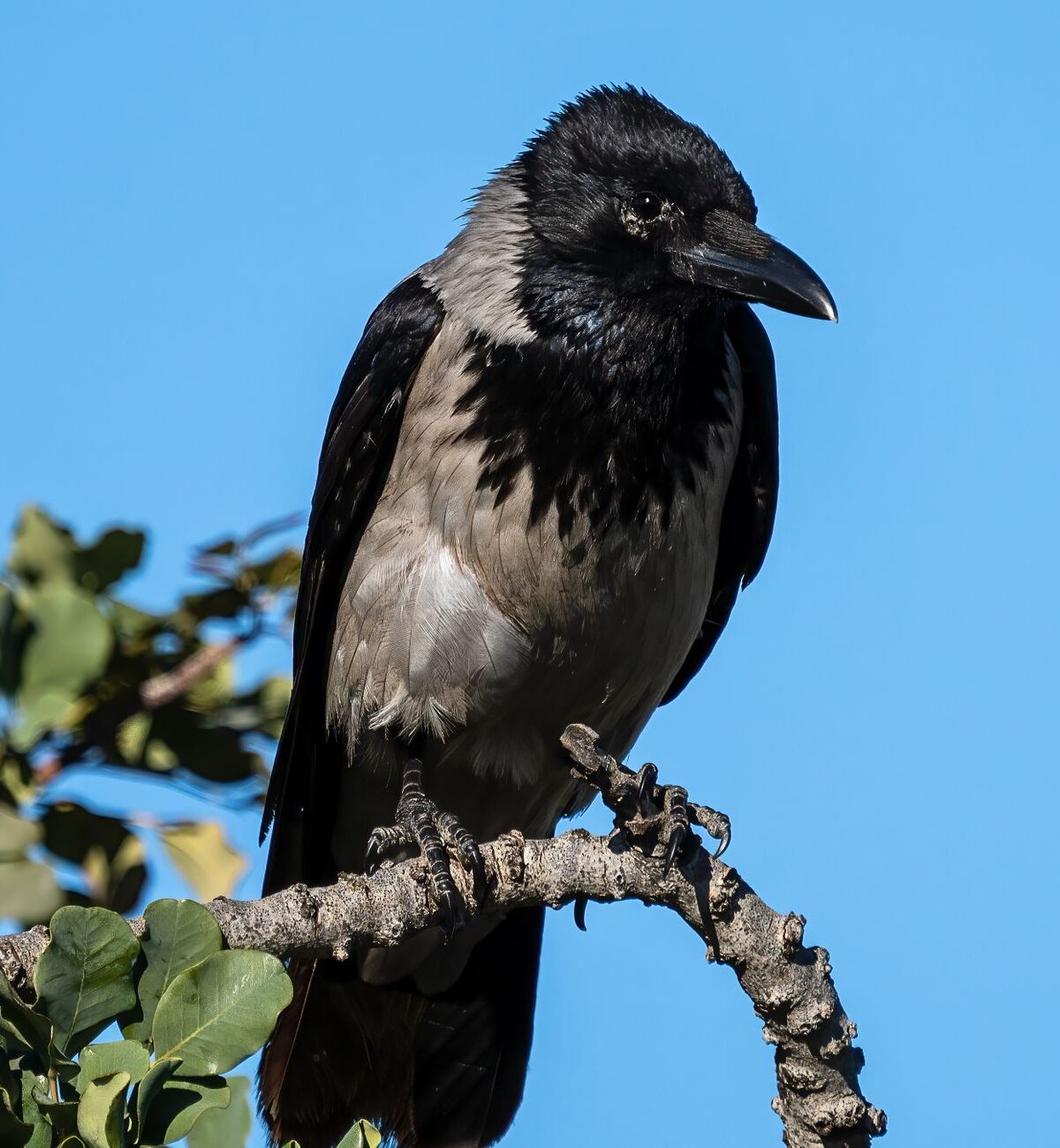 Hooded Crow