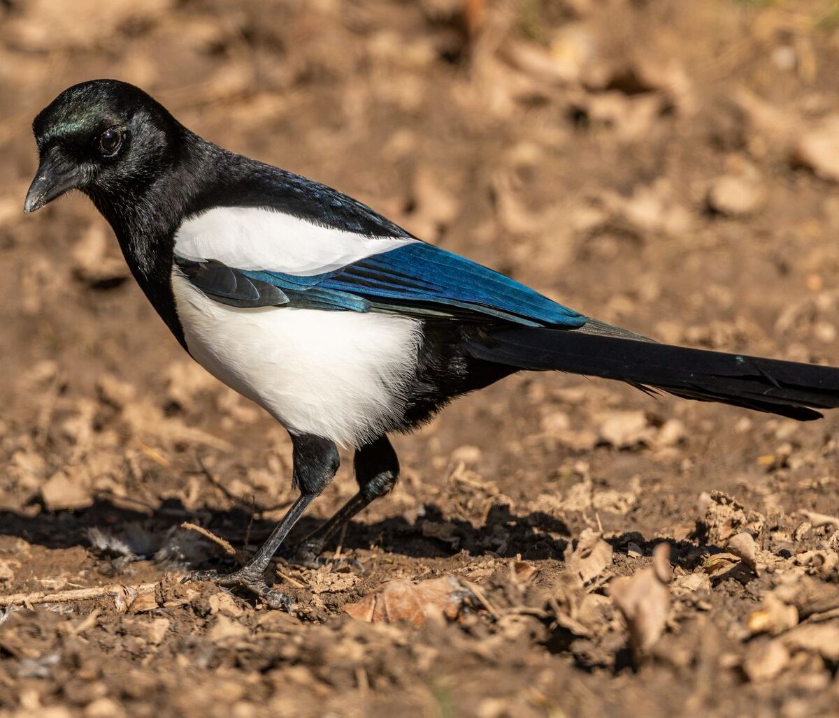 Eurasian Magpie
