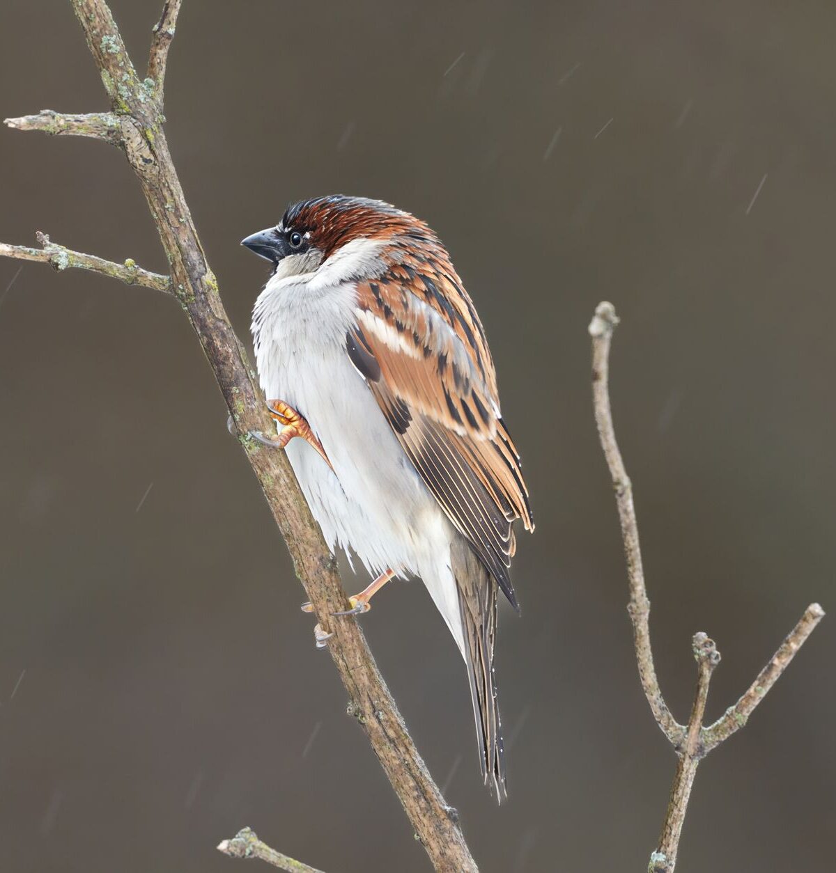 Sparrow