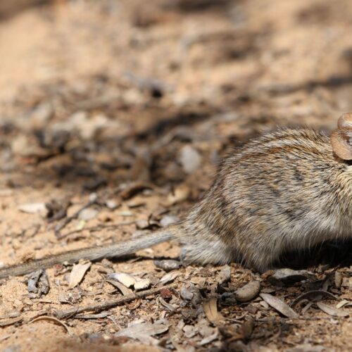 Mouse