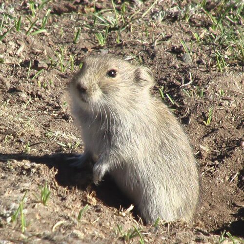 Vole