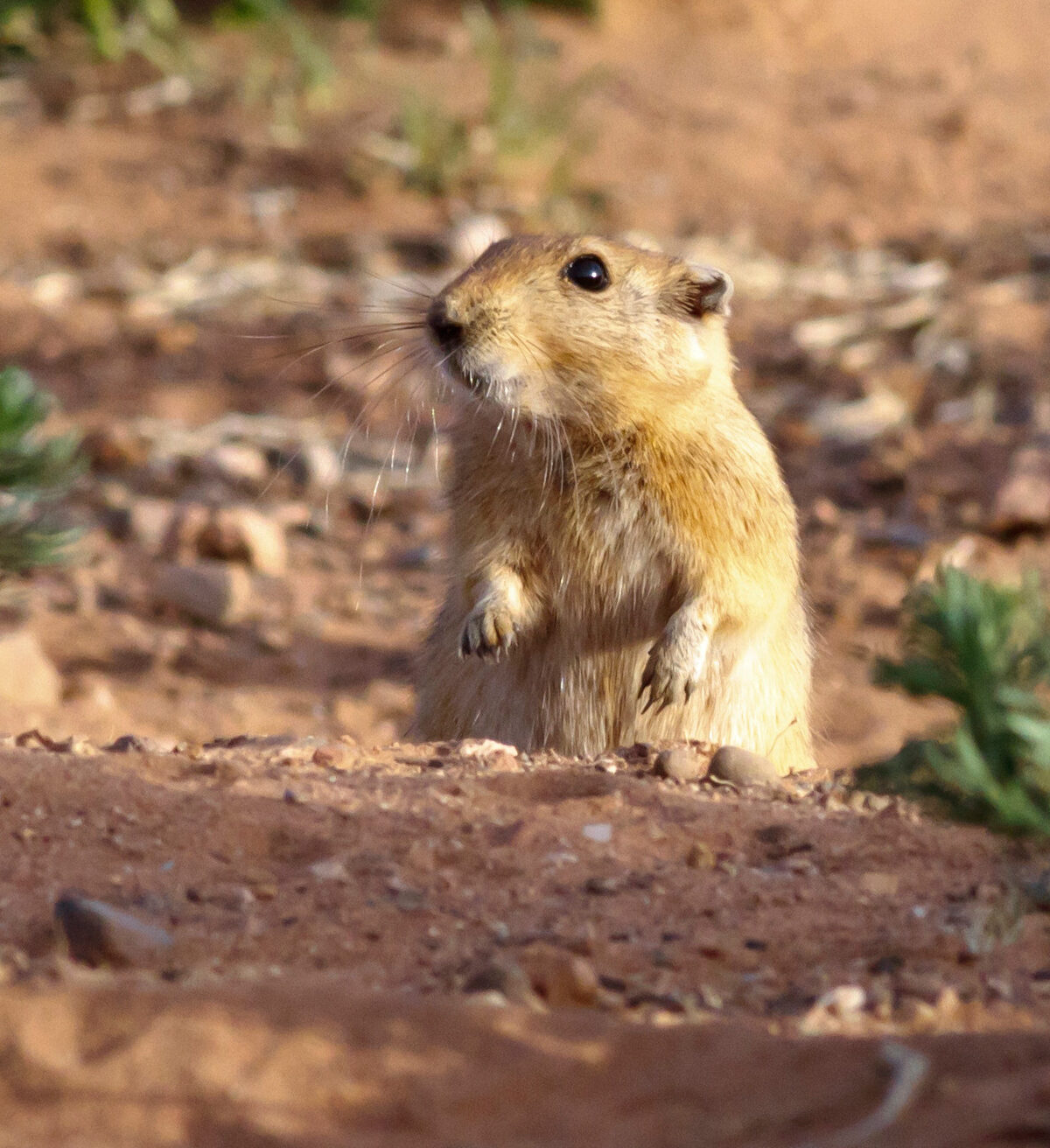 Fat Sand Rat