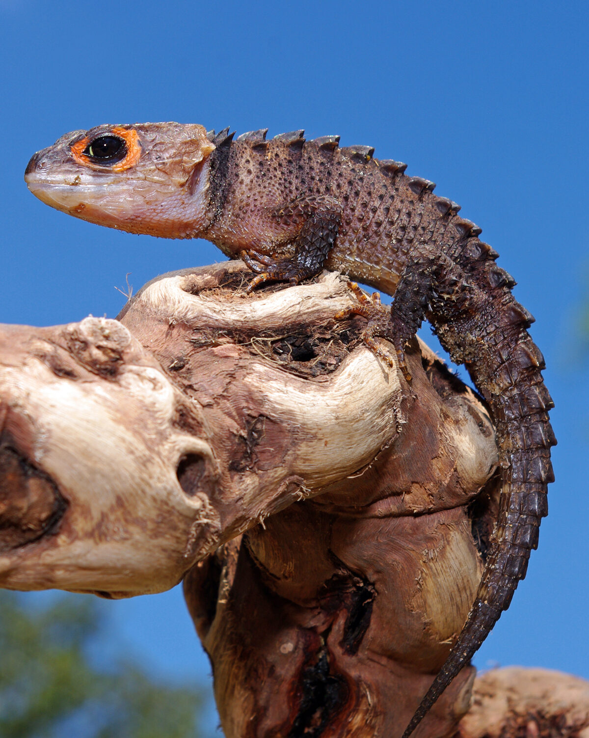 Crocodile Skink