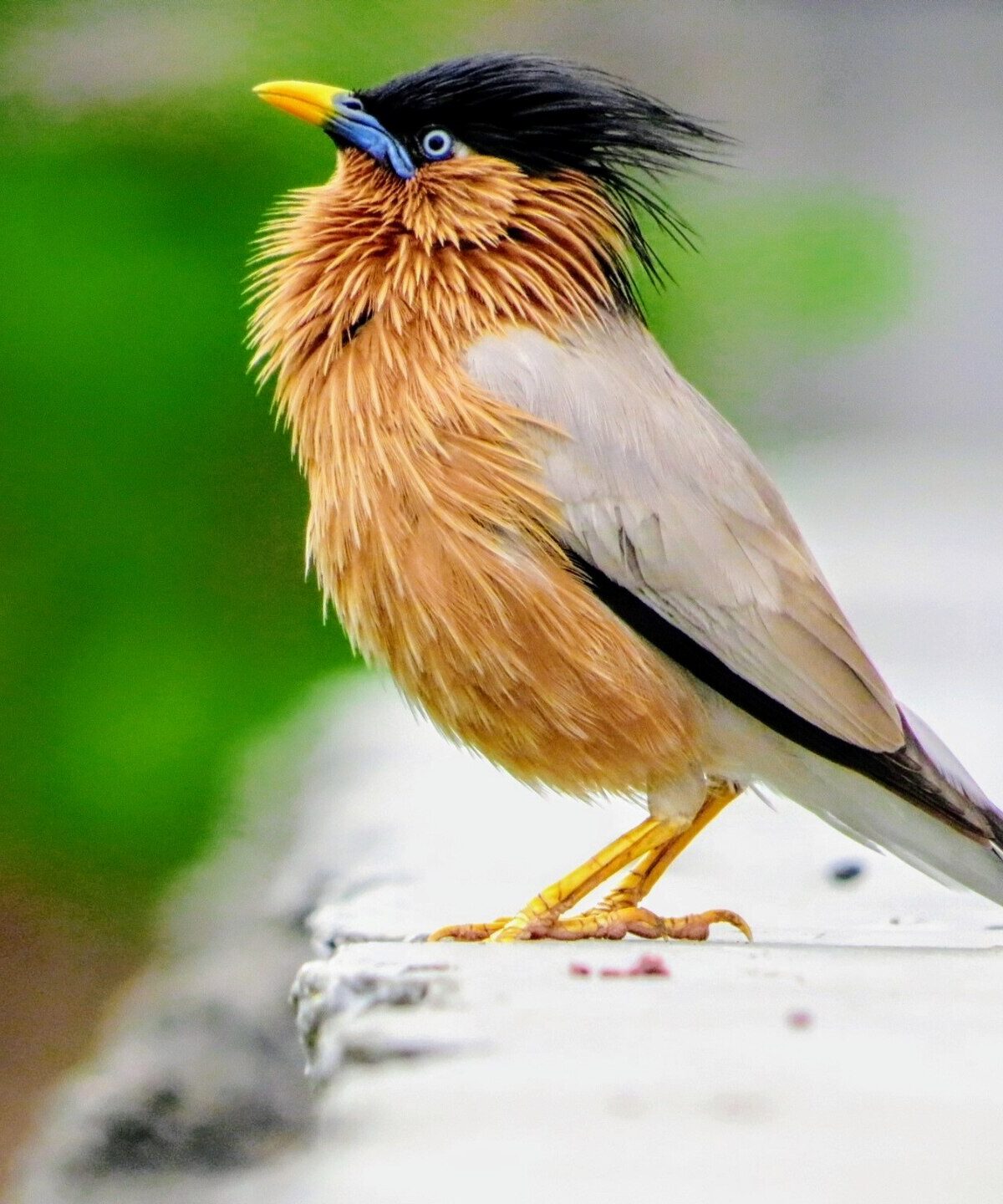 Pagoda Starling