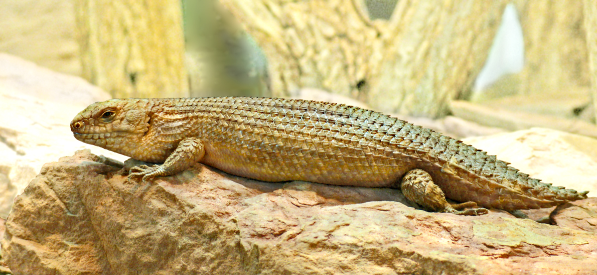 Spiny-tailed Skink
