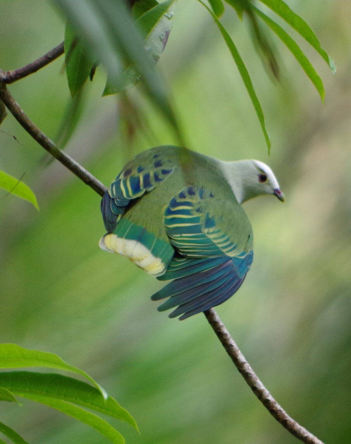 Two-colored Fruit Dove