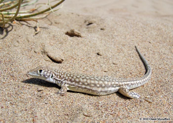 Oman Lizard