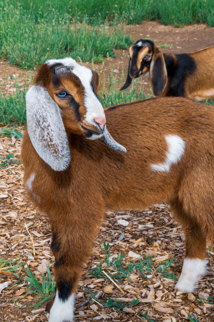 Anglo-Nubian Goat