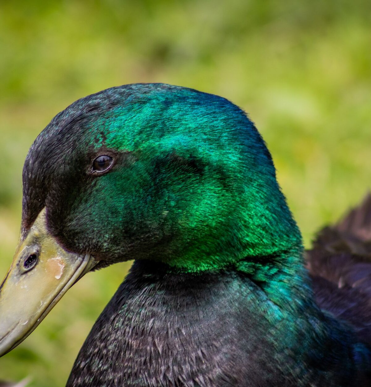 Cayuga Duck