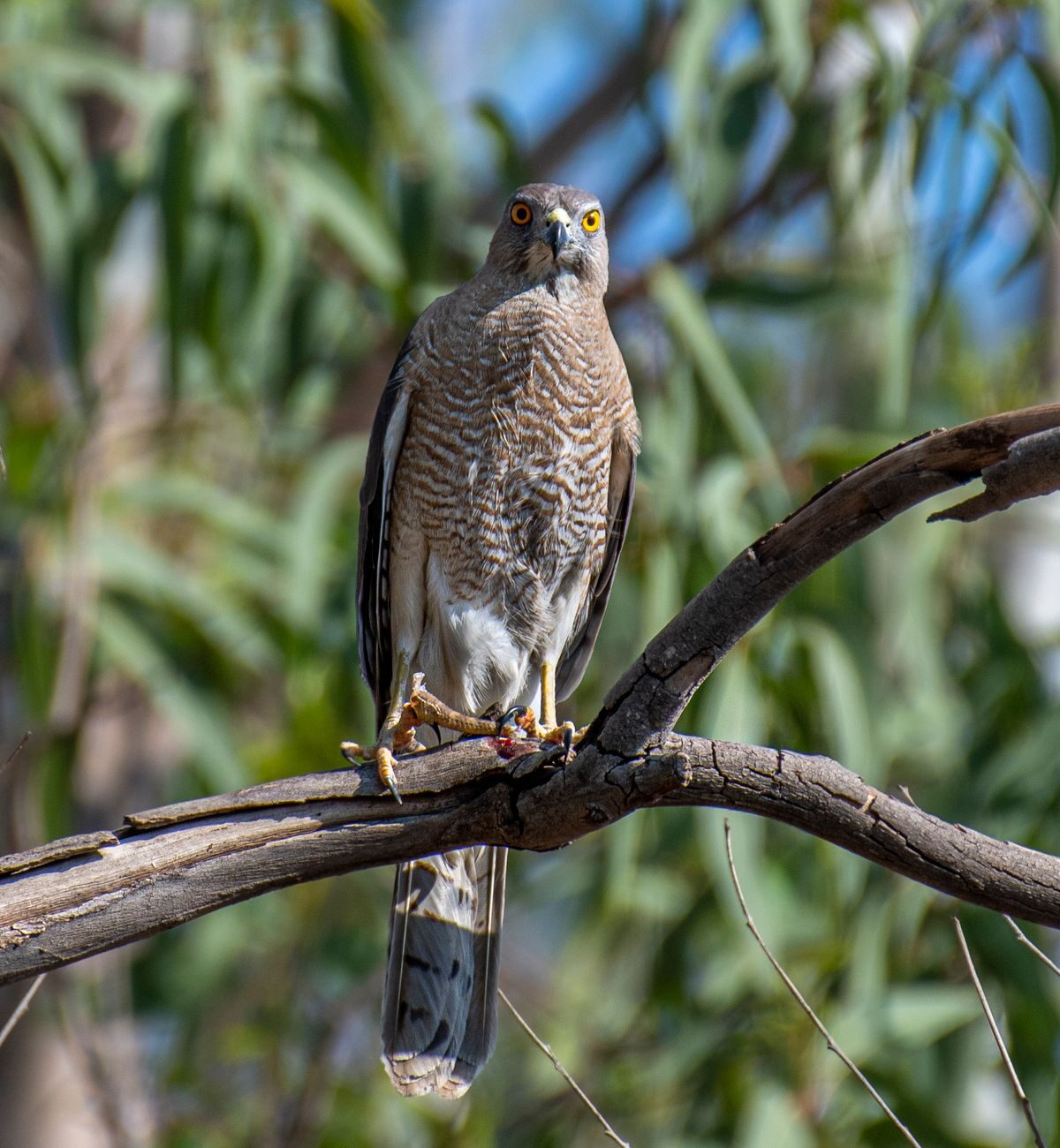 Goshawk
