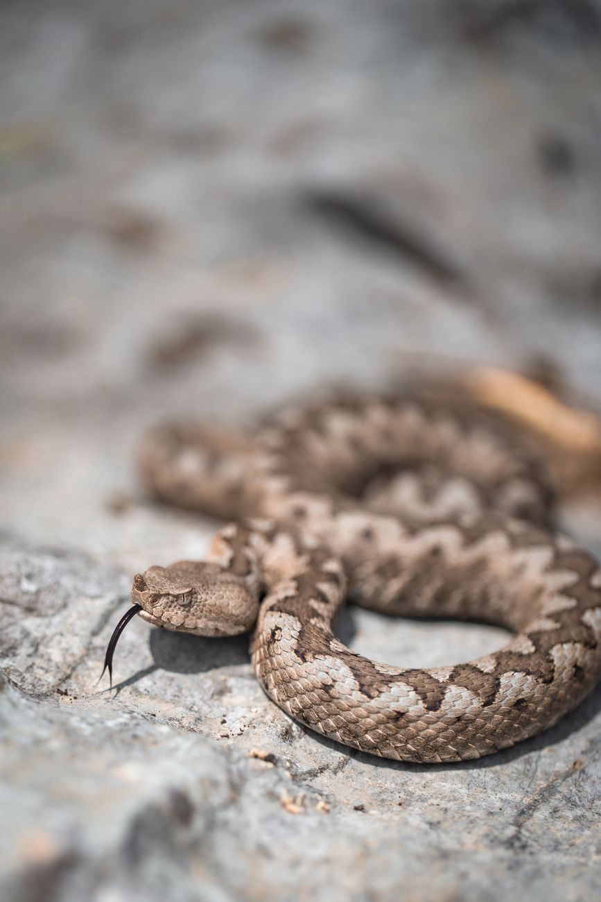 Horned Viper