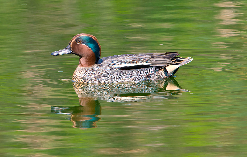 Teal